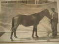 1910 Chanpionship of mountain mares, Hernani